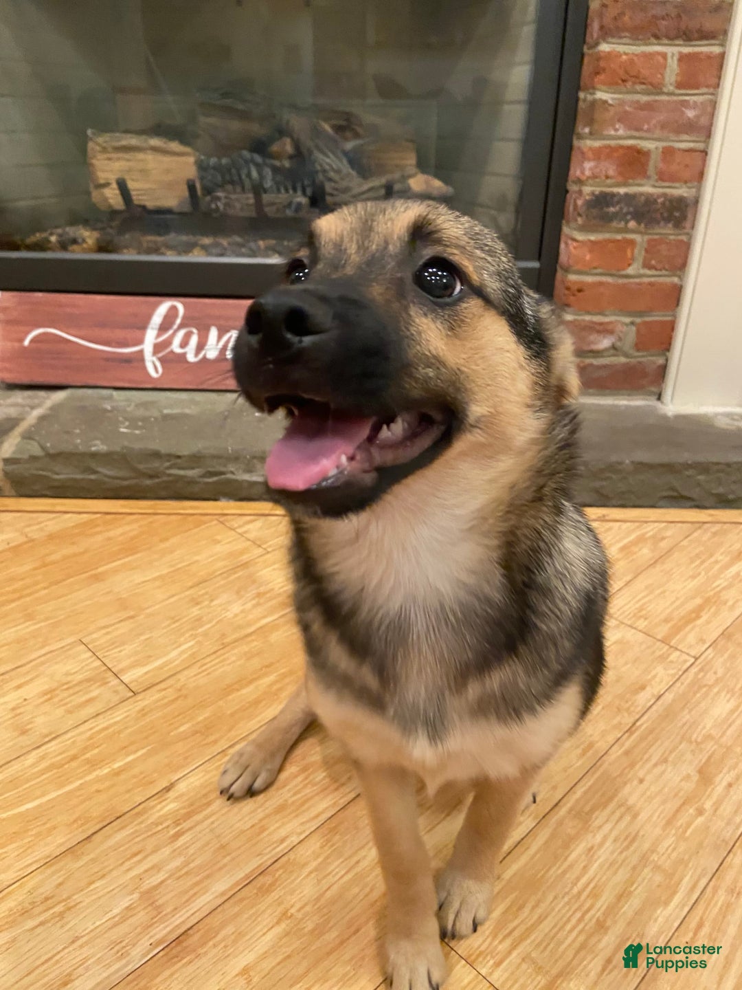 Keeshond dogs for sale: Winnie - Image 7