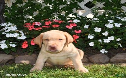 Labrador Retriever dogs for sale: Bruno - Image 5