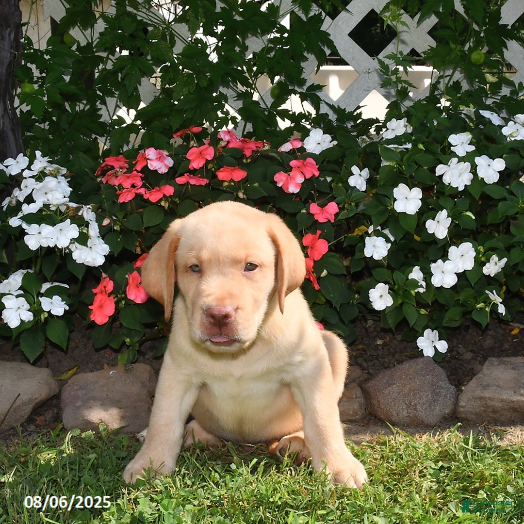 Labrador Retriever dogs for sale: Bruno - Image 5