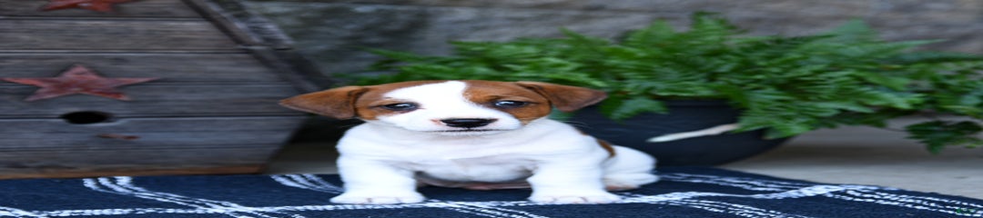 Mojo