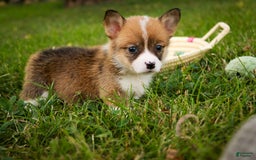 Welsh Corgi Pembroke dogs for sale: Cupcake - Image 4
