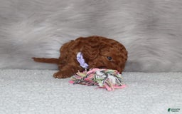 Mini Goldendoodle dogs for sale: Cami - Image 8