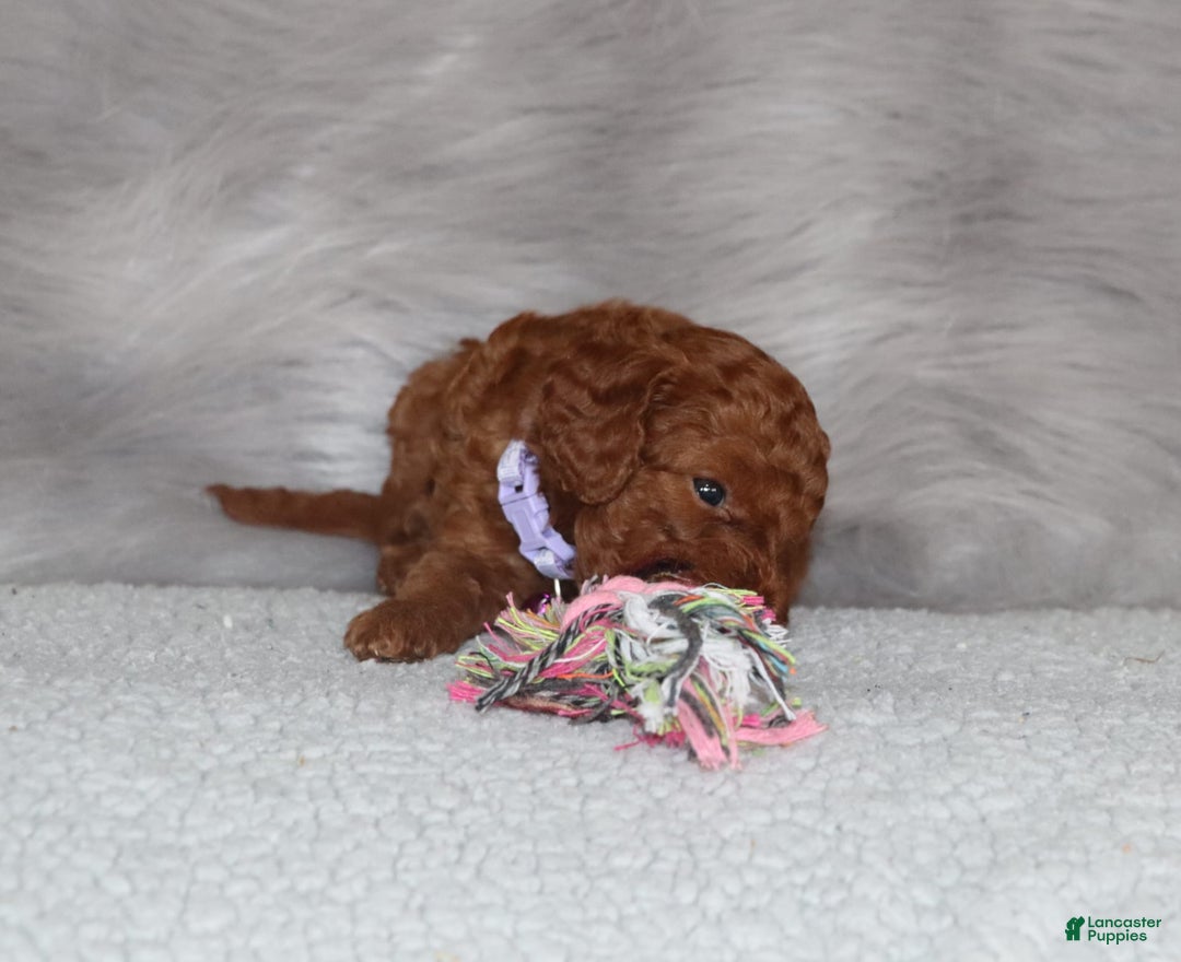 Mini Goldendoodle dogs for sale: Cami - Image 8