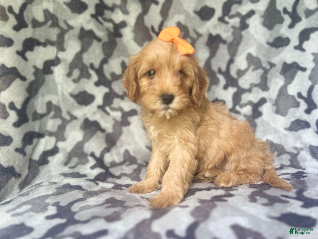 Cavapoo dogs for sale: Ziggy - Image 7