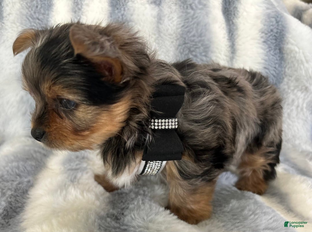 Yorkshire Terrier dogs for sale: Bo - Image 9
