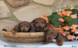 Miniature Dachshund dogs for sale: Spencer - Image 3