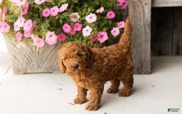 Mini Goldendoodle dogs for sale: Cooper - Image 5