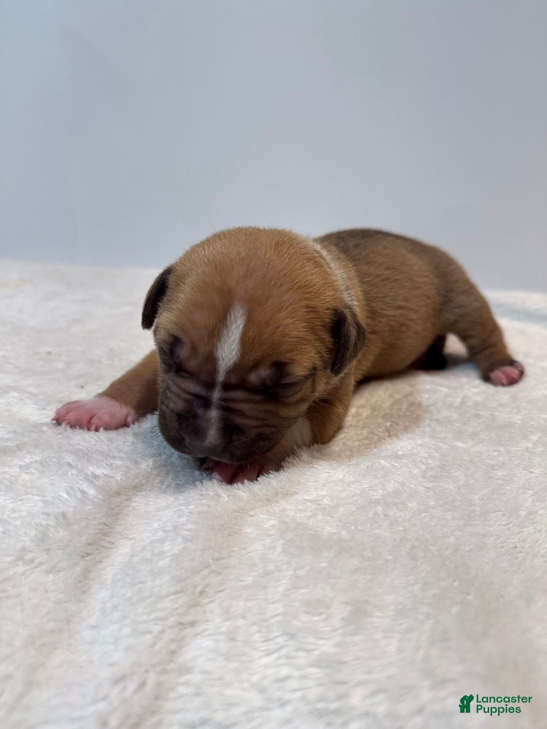 American Bully dogs for sale: Karma - Image 4