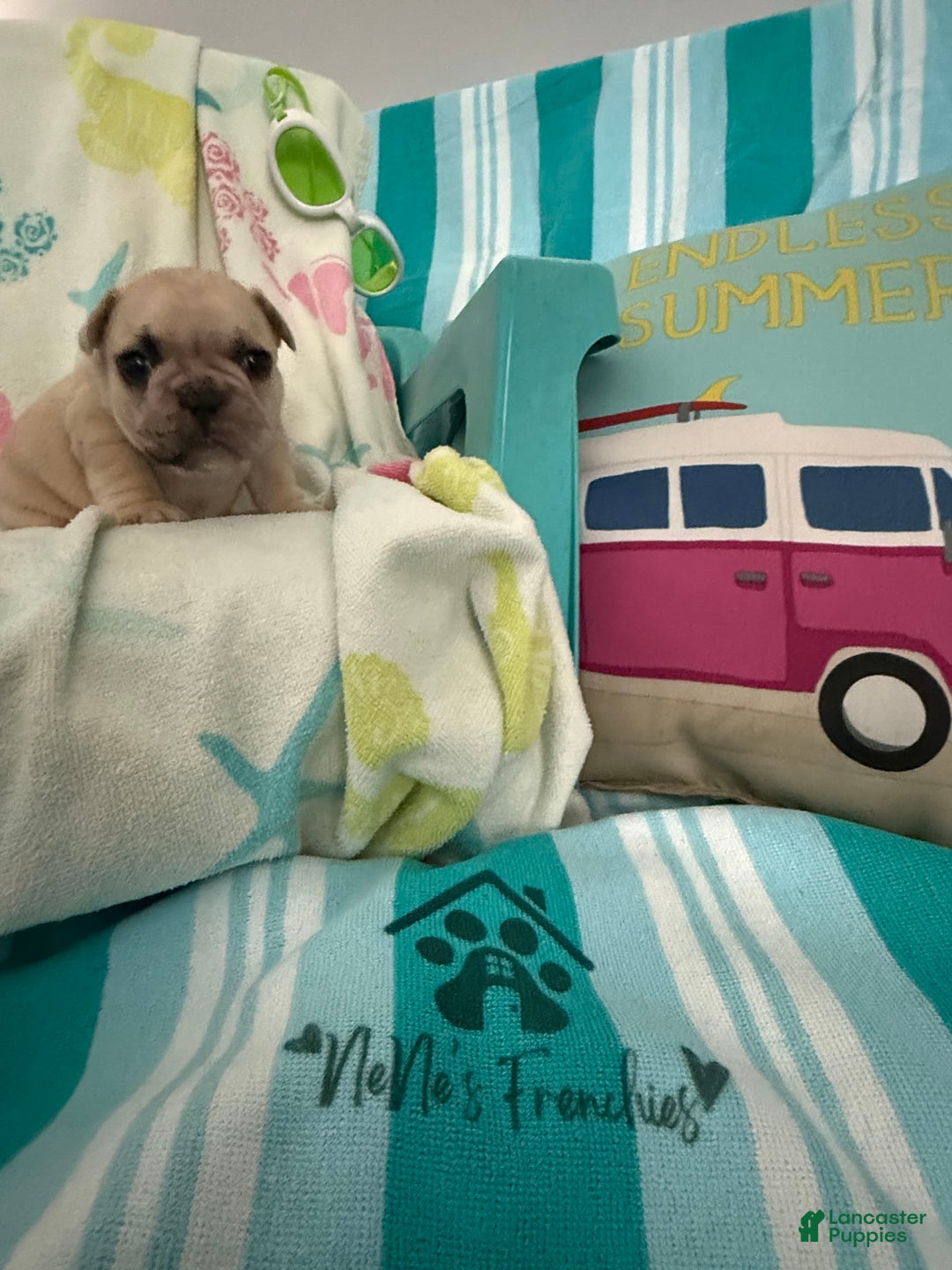 French Bulldog dogs for sale: Akc Cream Black Mask Spot - Image 11