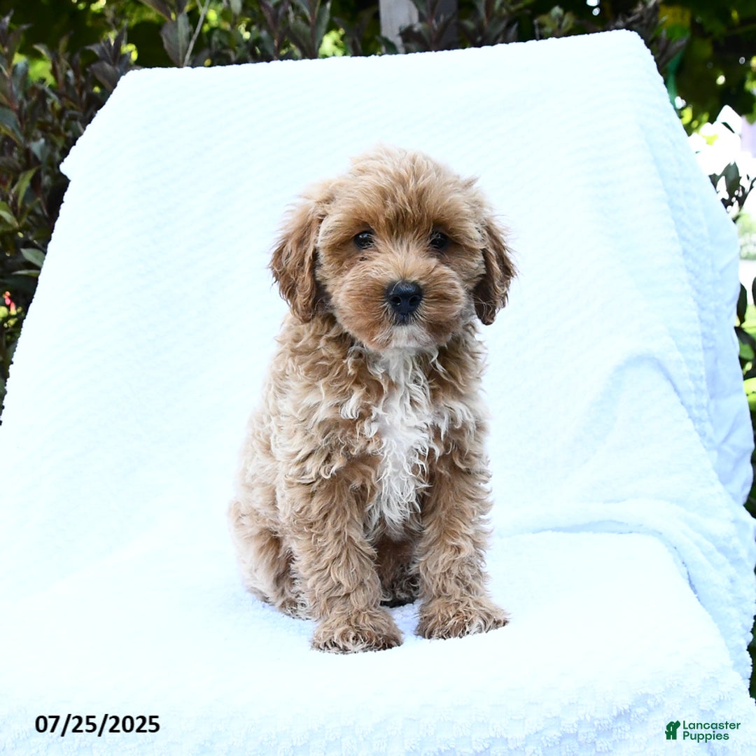Cockapoo dogs for sale: Cockapoo 8 puppies - Image 11