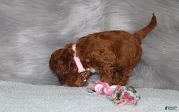 Mini Goldendoodle dogs for sale: Cori - Image 9