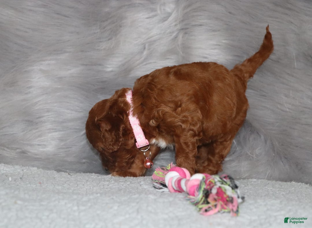 Mini Goldendoodle dogs for sale: Cori - Image 9