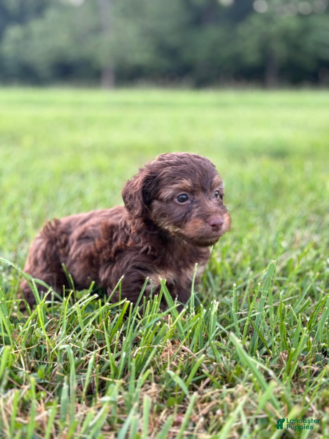 Aussiedoodle dogs for sale: Atlas - Image 12