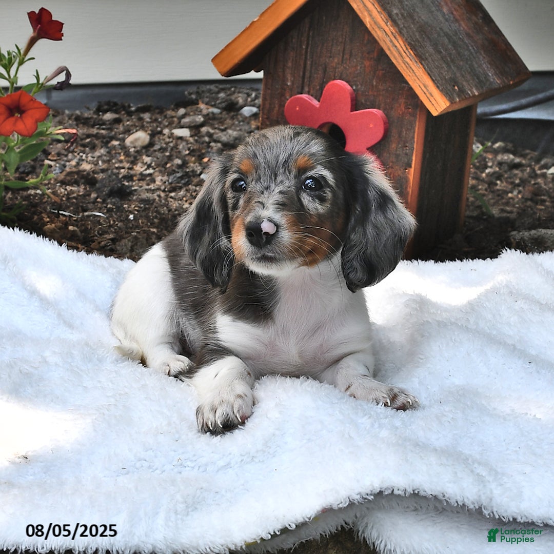 Miniature Dachshund dogs for sale: Mitzy - Image 2