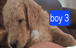 Goldendoodle dogs for sale: Mack - Image 5