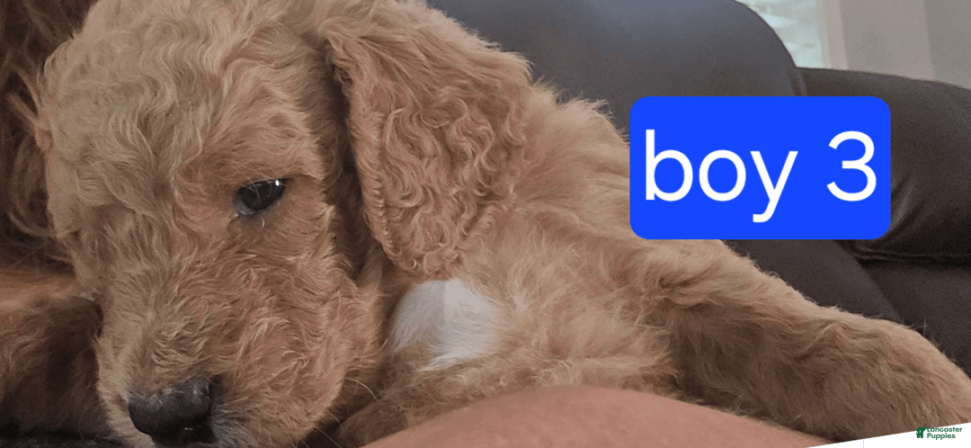 Goldendoodle dogs for sale: Mack - Image 5