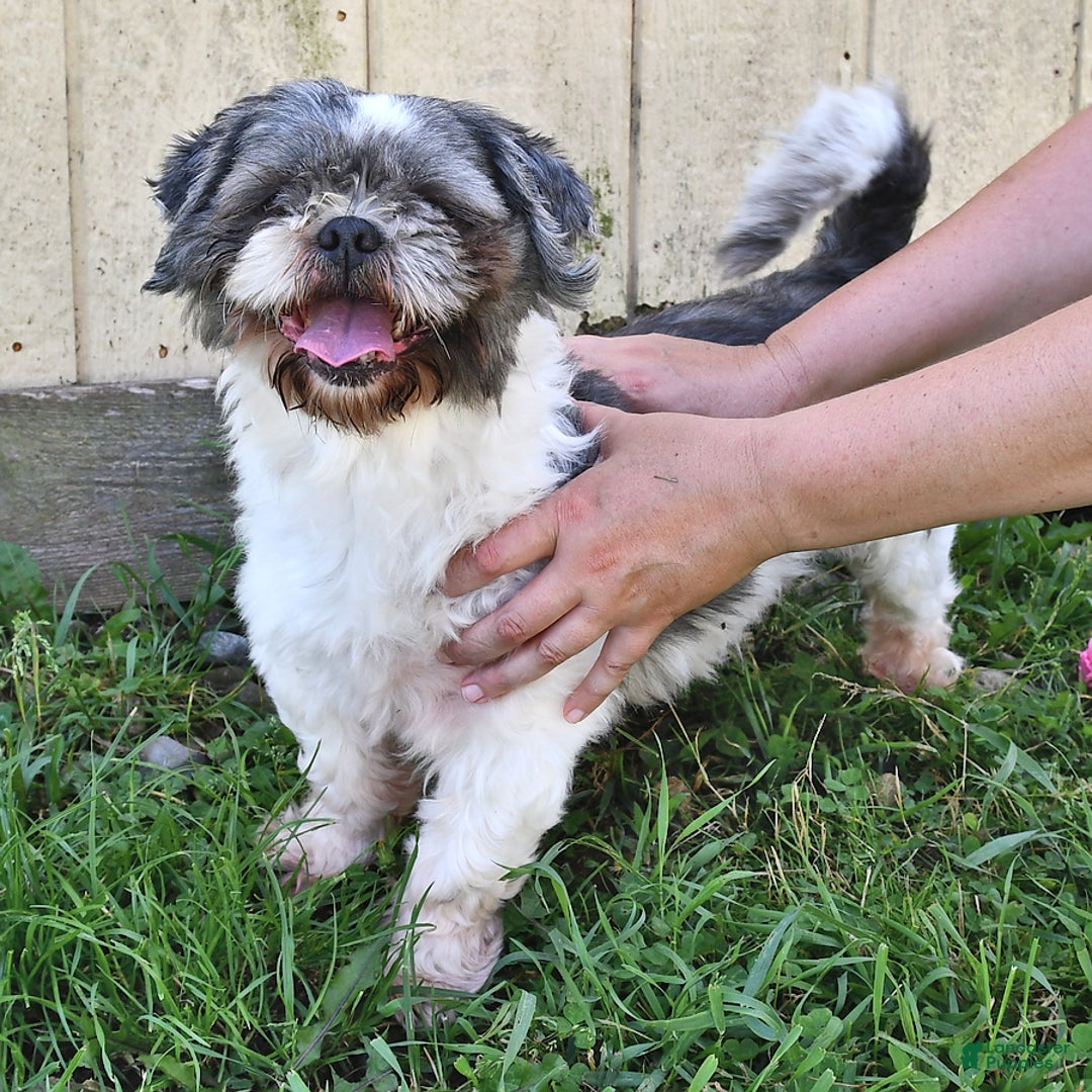 Shih Tzu dogs for sale: Bill - Image 12