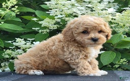 Bichpoo dogs for sale: Jake - Image 3