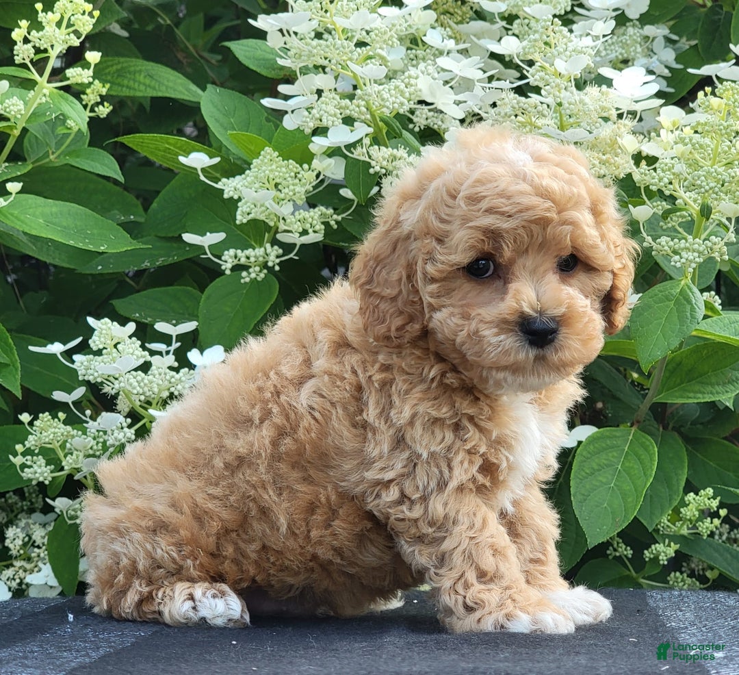 Bichpoo dogs for sale: Jake - Image 3