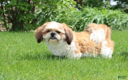 Shih Tzu dogs for sale: Leroy - Image 4