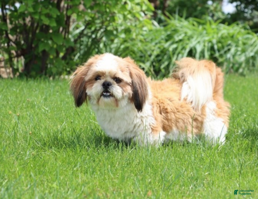 Shih Tzu dogs for sale: Leroy - Image 4