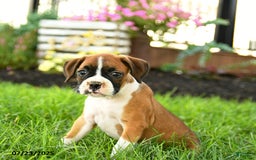 Boxer dogs for sale: Ella - Image 4