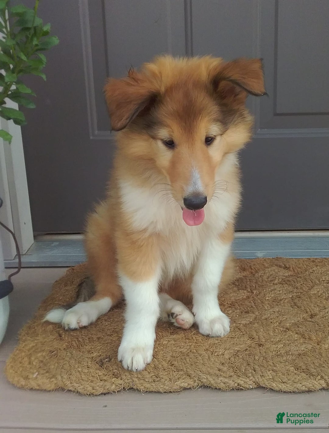 Collie dogs for sale: Buttercup - Image 3