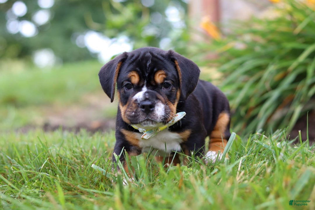 Beabull dogs for sale: Champ - Image 2