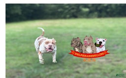 American Bully dogs for sale: American Bully Tri Xl - Image 16