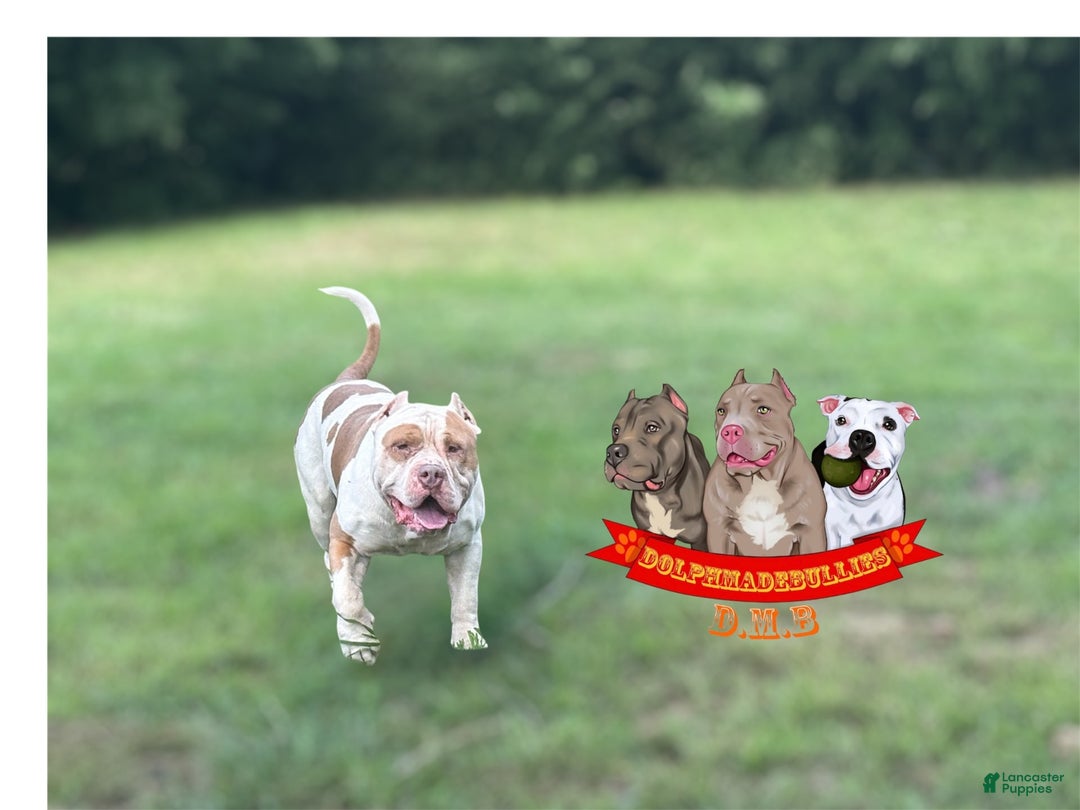 American Bully dogs for sale: American Bully Tri Xl - Image 16