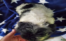 Cocker Spaniel dogs for sale: Nash - Image 29