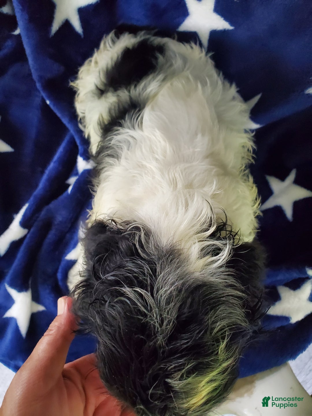 Cocker Spaniel dogs for sale: Nash - Image 29