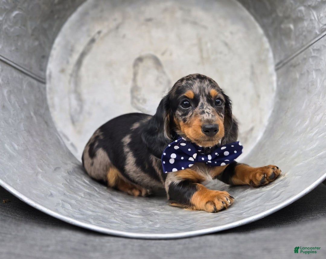 Miniature Dachshund dogs for sale: Andrew - Image 4