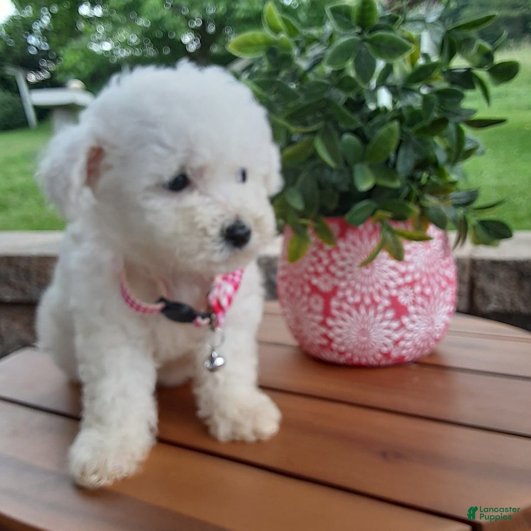Bichpoo dogs for sale: Gigi - Image 3