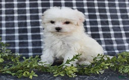 Havanese dogs for sale: Conner - Image 6