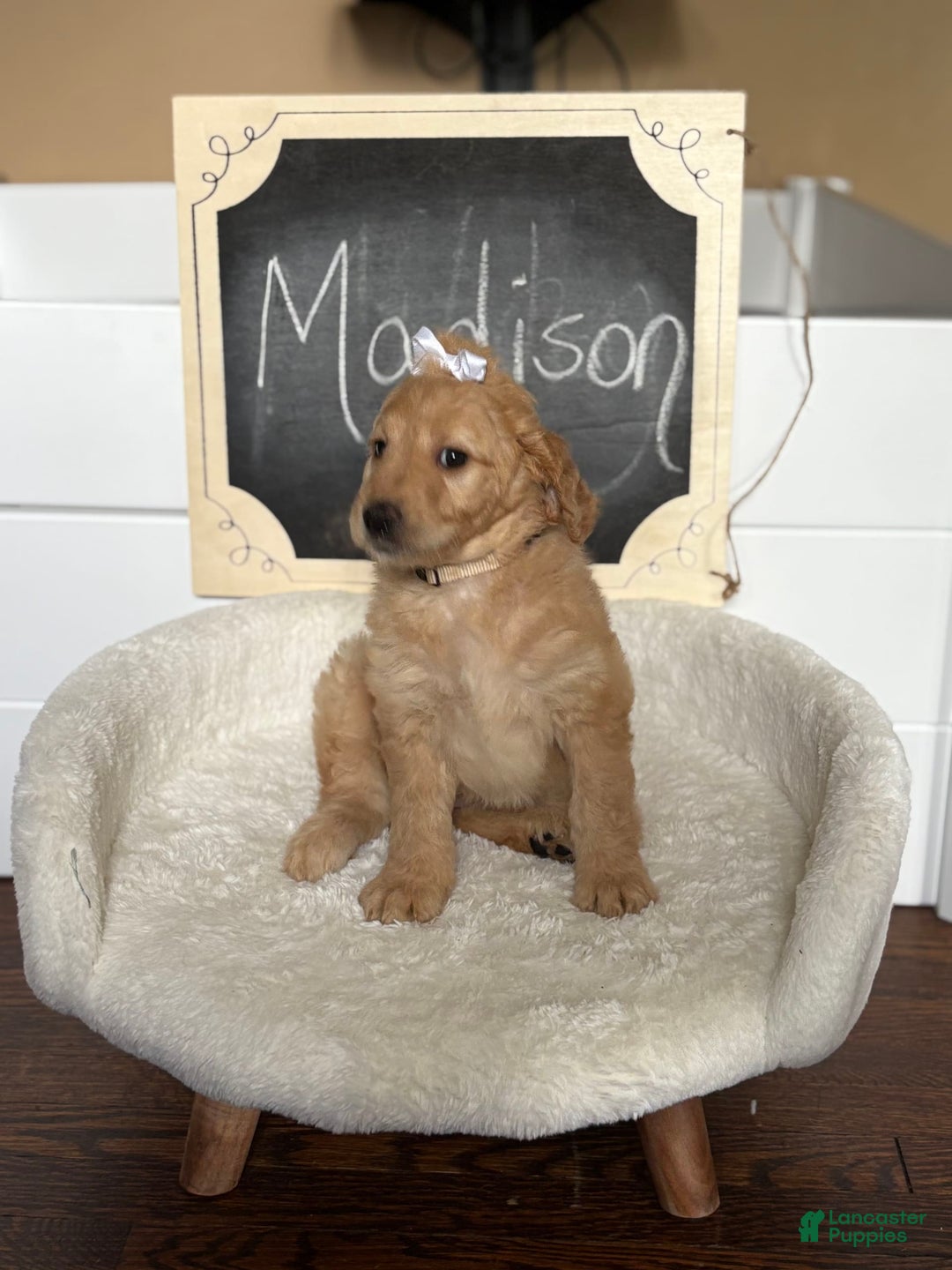 Goldendoodle dogs for sale: Madison - Image 2