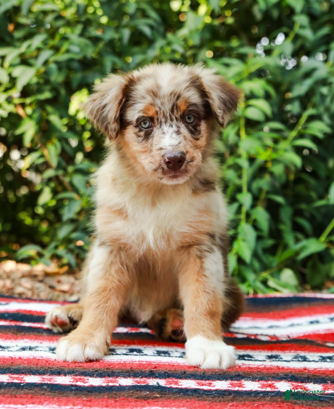 Australian Shepherd dogs for sale: Mikey - Image 2