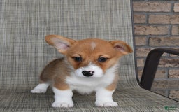Welsh Corgi Pembroke dogs for sale: Connor - Image 5