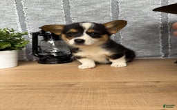 Welsh Corgi Pembroke dogs for sale: Carl - Image 1