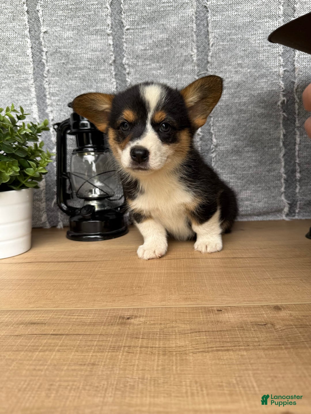 Welsh Corgi Pembroke dogs for sale: Carl - Image 1