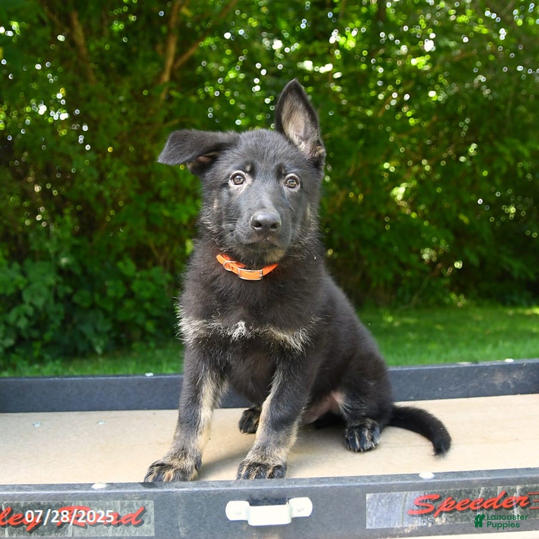 German Shepherd dogs for sale: Jackson - Image 8