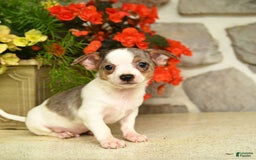 Chihuahua dogs for sale: Spot - Image 3