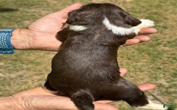 English Springer Spaniel dogs for sale: Female 3 - Image 1