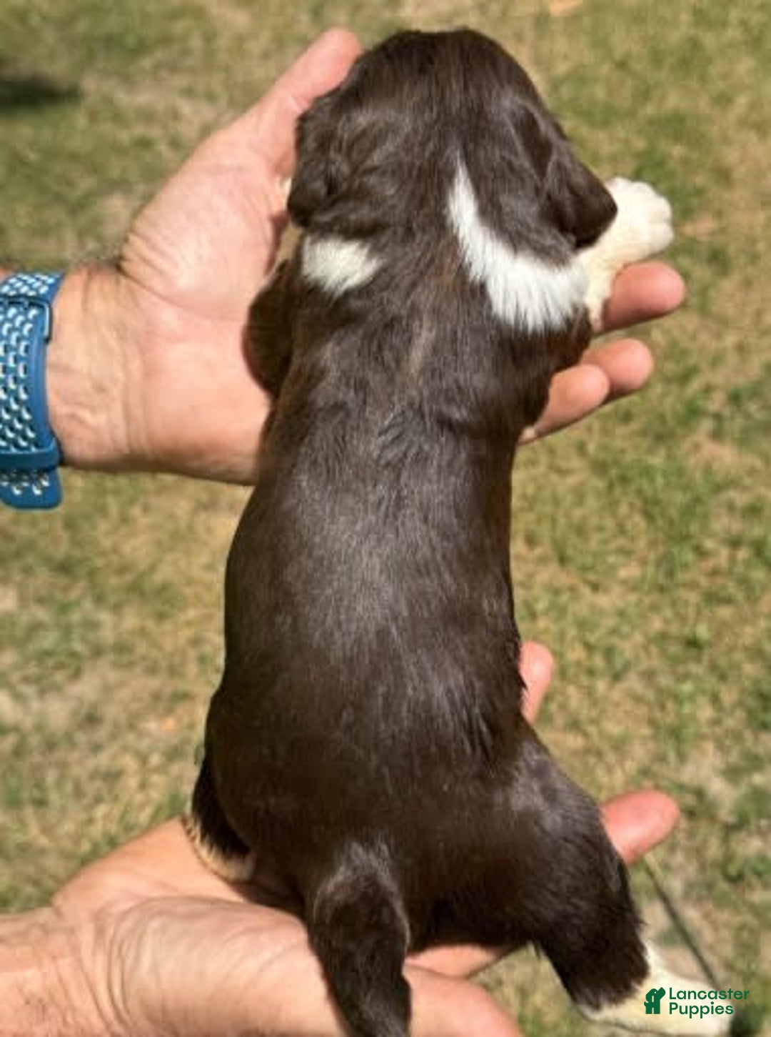 English Springer Spaniel dogs for sale: Female 3 - Image 1