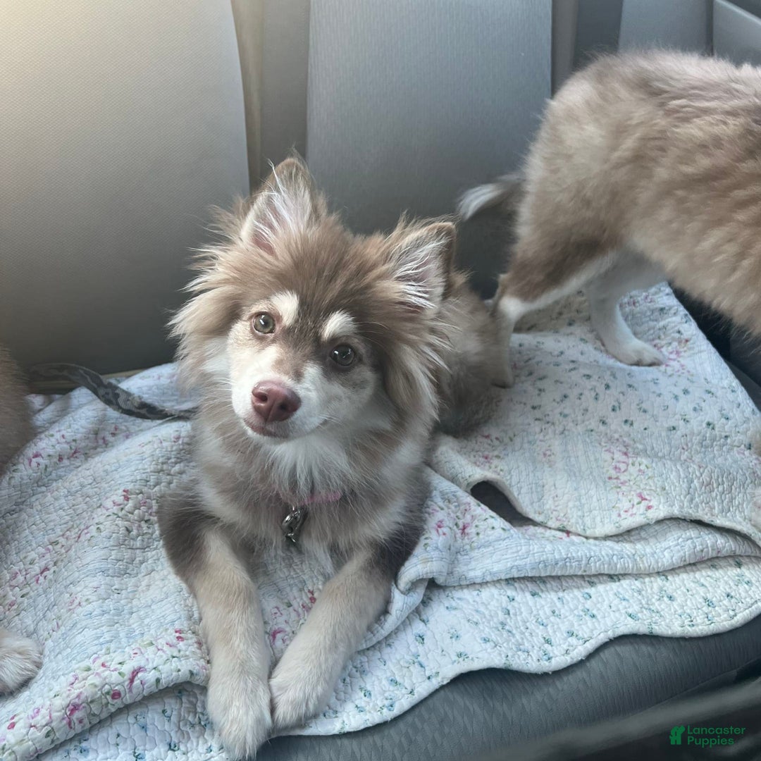 Pomsky dogs for sale: Dove - Image 8