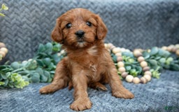 Cavapoo dogs for sale: Belle - Image 1