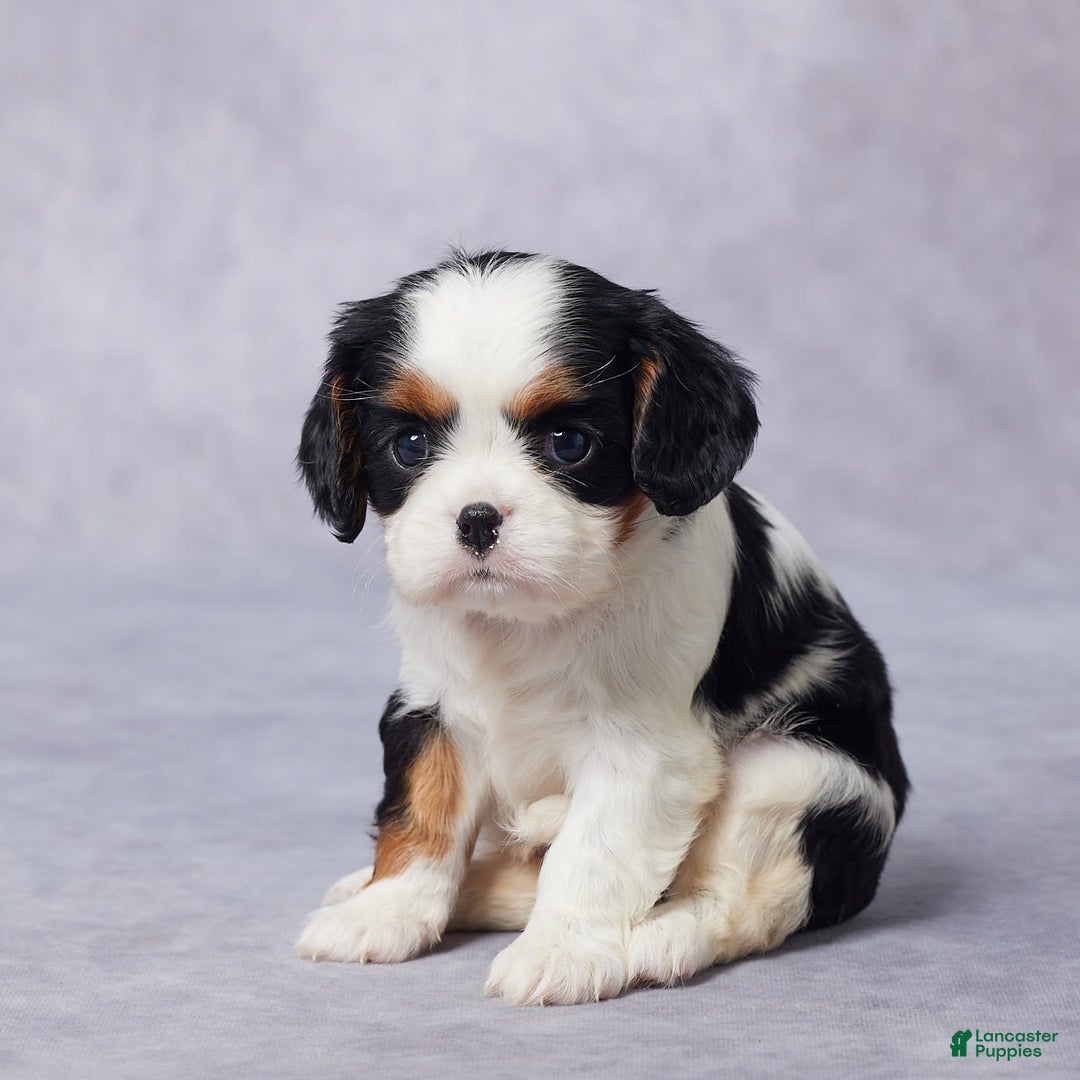Cavalier King Charles Spaniel dogs for sale: Bella - Image 8