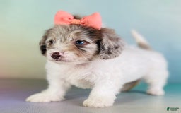 Toy Poodle dogs for sale: Precious Dna Clear - Image 2