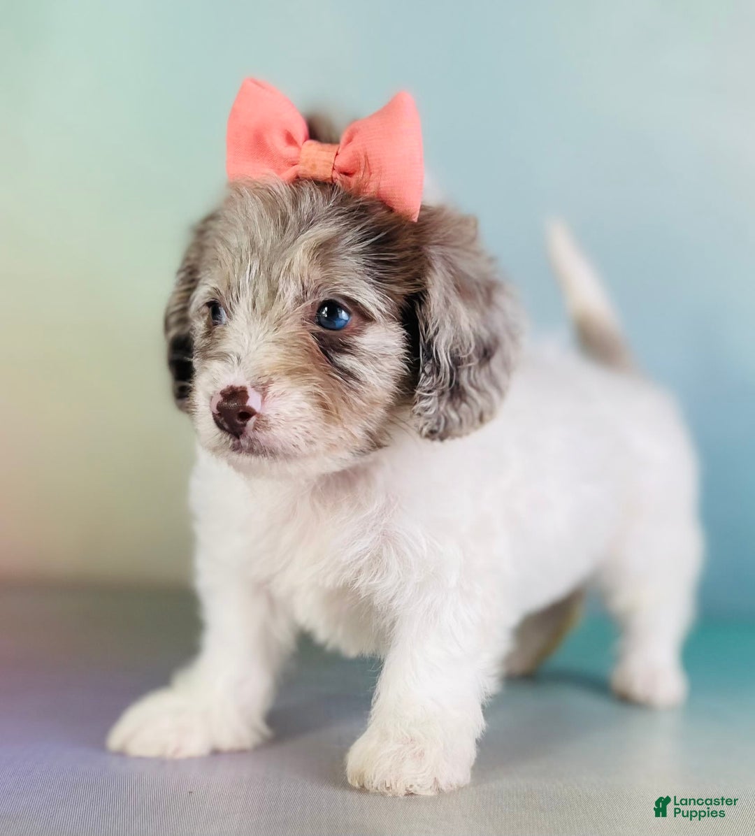 Toy Poodle dogs for sale: Precious Dna Clear - Image 2