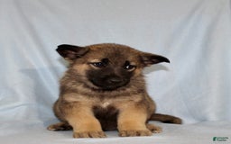 German Shepherd dogs for sale: Turbo - Image 4